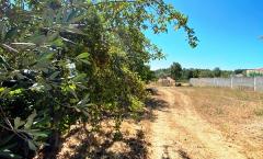 LOTE 1000M2 MORADIA TERREA GUARDA